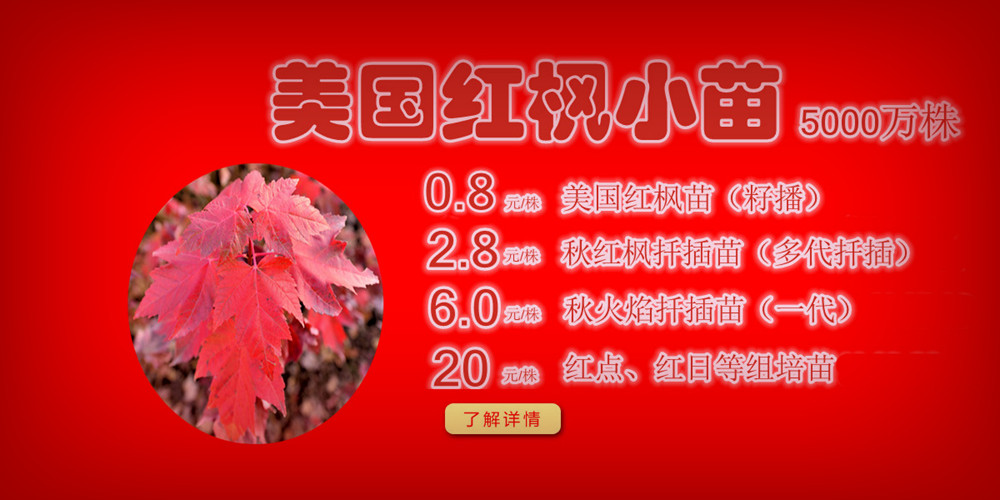 夕陽紅、十月光輝、紅點紅楓、美國紅楓小苗質(zhì)佳價平回饋廣大客戶，接受2017-2018季苗預定！